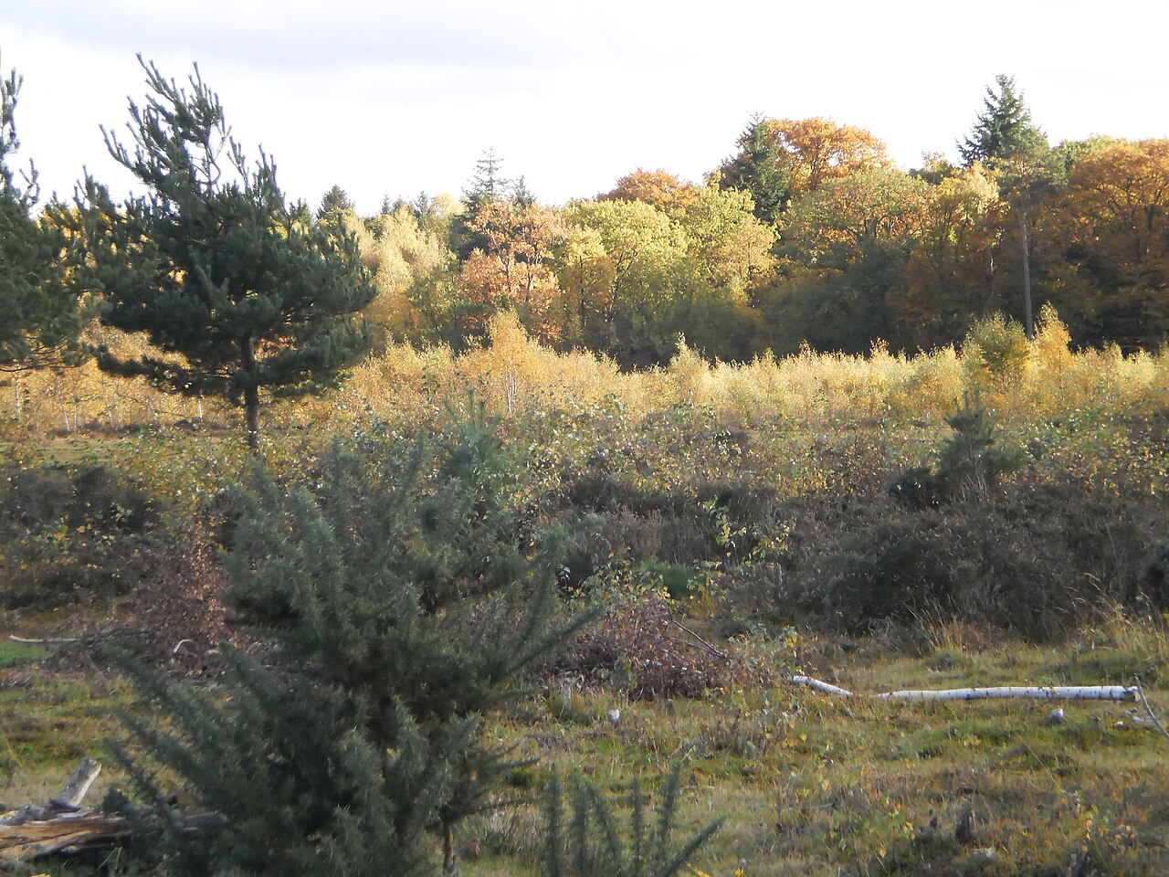 Autumn colours on Stoke Common, a lowland heath